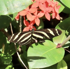 Heliconius charithonia