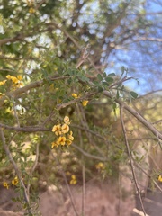 Geoffroea decorticans