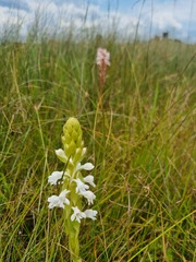 Satyrium hallackii ocellatum