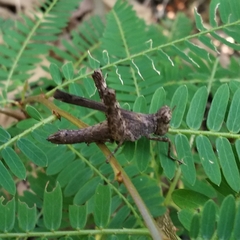 Trilophidia annulata