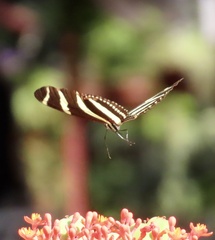 Heliconius charithonia