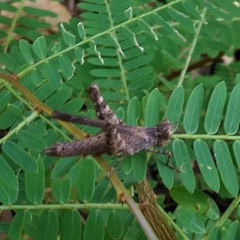 Trilophidia annulata