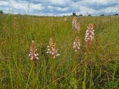 Satyrium hallackii ocellatum
