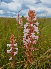 Satyrium hallackii ocellatum