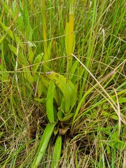 Satyrium hallackii ocellatum