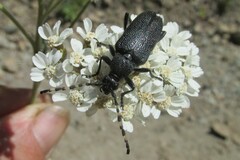 Stictoleptura canadensis