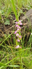 Disperis oxyglossa