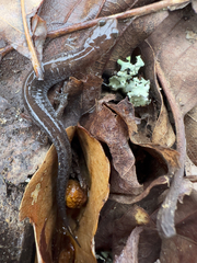 Plethodon ventralis