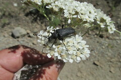 Stictoleptura canadensis
