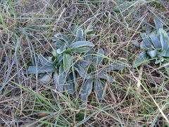 Ophrys tenthredinifera