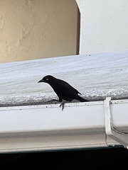 Quiscalus lugubris
