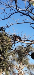 Alouatta caraya