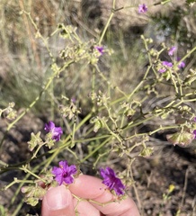 Mirabilis ovata