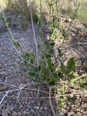 Mirabilis ovata