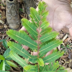 Phyllanthus emblica