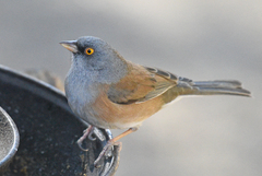 Junco bairdi