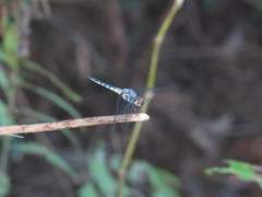 Brachydiplax sobrina