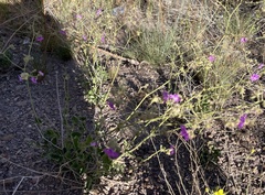 Mirabilis ovata