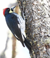 Melanerpes formicivorus angustifrons