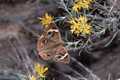 Junonia coenia