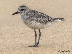 Pluvialis squatarola