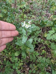 Tomostima platycarpa