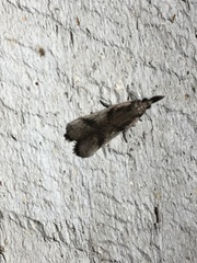 Peoria longipalpella