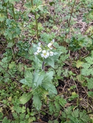 Tomostima platycarpa