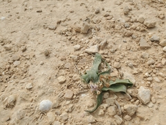 Bellevalia desertorum