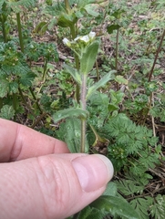 Tomostima platycarpa