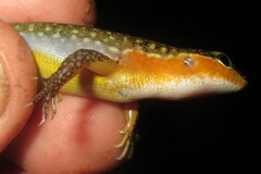 Sphenomorphus maculatus