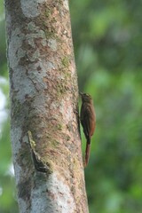 Glyphorynchus spirurus