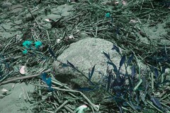 Rorippa amphibia