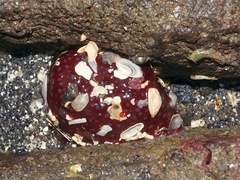Urticina felina