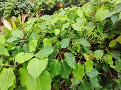 Sciodaphyllum attenuatum