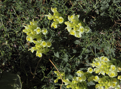 Scutellaria orientalis