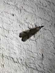 Peoria longipalpella