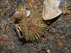 Psammechinus miliaris