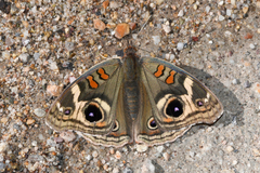 Junonia coenia