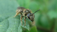 Halictus confusus
