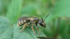 Halictus confusus
