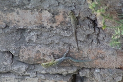 Liolaemus tenuis