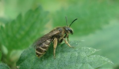 Halictus confusus