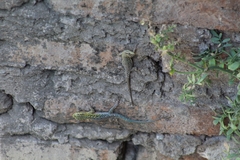 Liolaemus tenuis