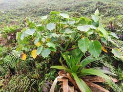 Sciodaphyllum attenuatum