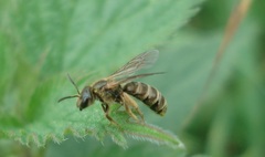 Halictus confusus