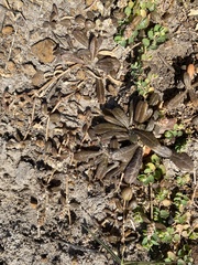 Blutaparon vermiculare