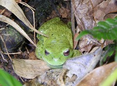 Aplastodiscus perviridis