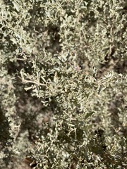 Atriplex lampa