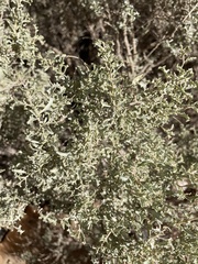 Atriplex lampa